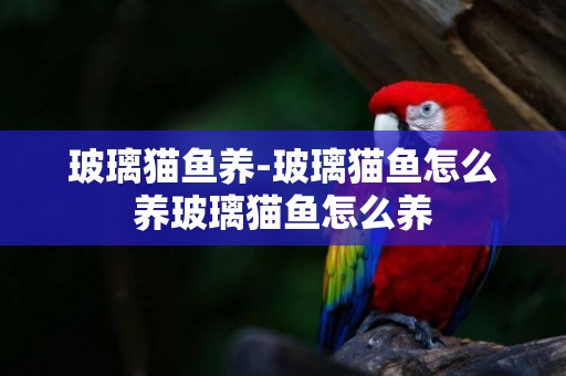 玻璃貓魚養-玻璃貓魚怎么養玻璃貓魚怎么養