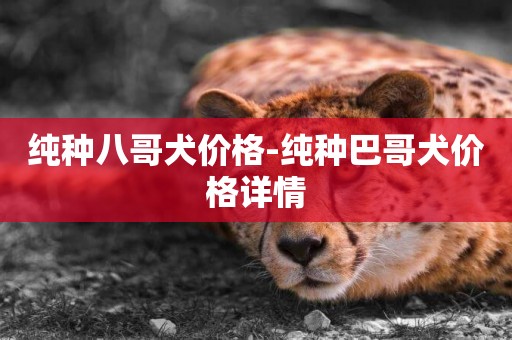 純種八哥犬價格-純種巴哥犬價格詳情