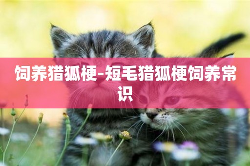 飼養獵狐梗-短毛獵狐梗飼養常識