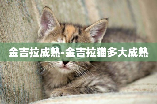金吉拉成熟-金吉拉貓多大成熟