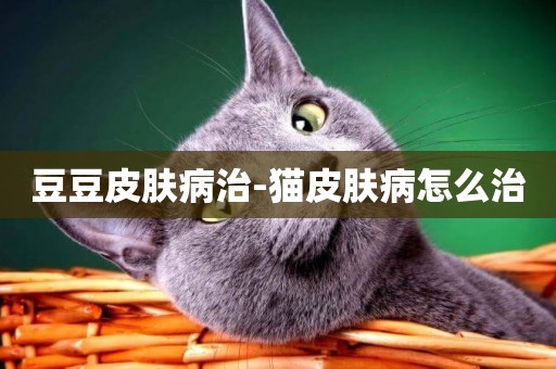 豆豆皮膚病治-貓皮膚病怎么治