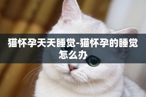 貓懷孕天天睡覺-貓懷孕的睡覺怎么辦