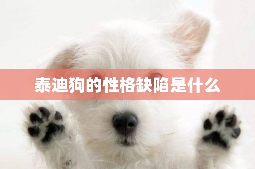 泰迪狗的性格缺陷是什么