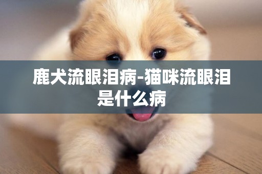 鹿犬流眼淚病-貓咪流眼淚是什么病