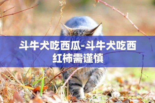 斗牛犬吃西瓜-斗牛犬吃西紅柿需謹慎