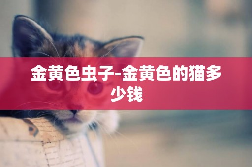 金黃色蟲子-金黃色的貓多少錢