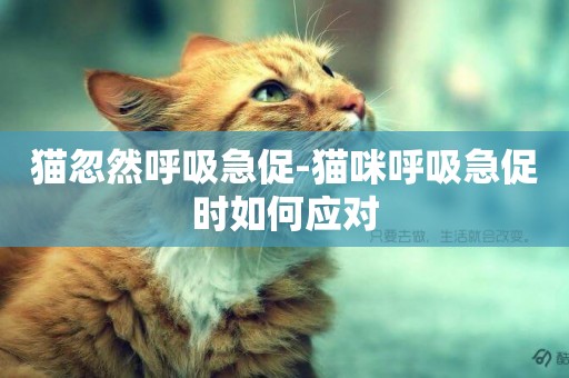 貓忽然呼吸急促-貓咪呼吸急促時如何應對