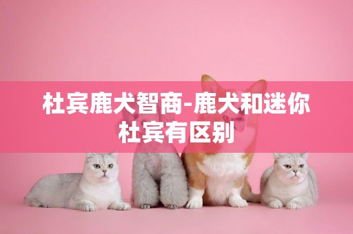 杜賓鹿犬智商-鹿犬和迷你杜賓有區別