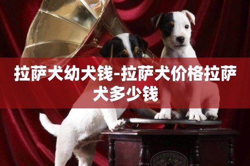拉薩犬幼犬錢-拉薩犬價格拉薩犬多少錢