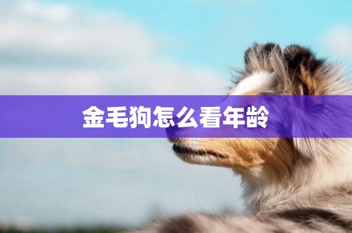 金毛狗怎么看年齡