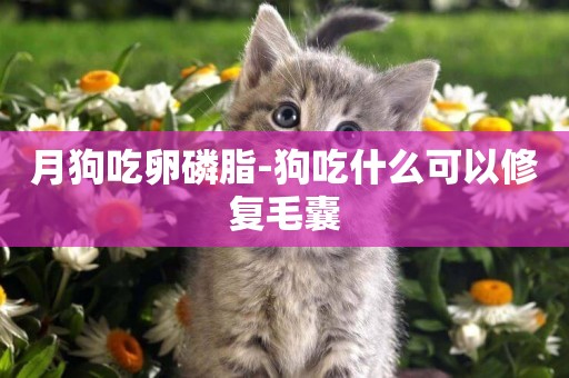 月狗吃卵磷脂-狗吃什么可以修復毛囊