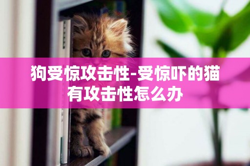 狗受驚攻擊性-受驚嚇的貓有攻擊性怎么辦