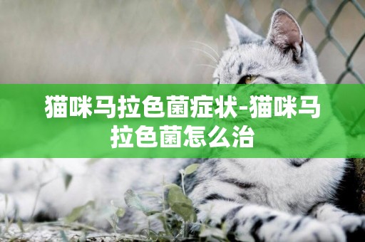 貓咪馬拉色菌癥狀-貓咪馬拉色菌怎么治