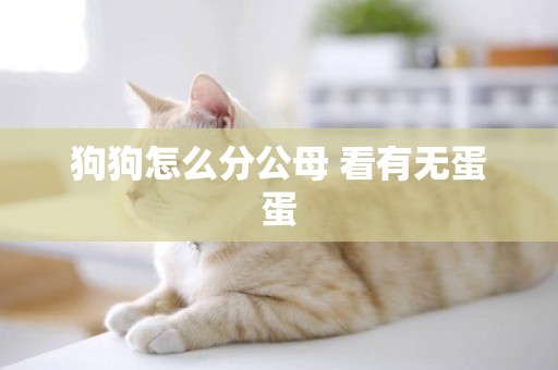 狗狗怎么分公母 看有無蛋蛋
