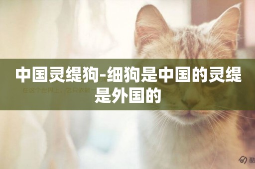 中國靈緹狗-細狗是中國的靈緹是外國的