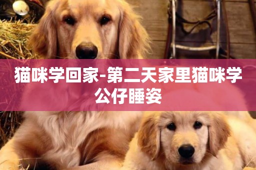 貓咪學回家-第二天家里貓咪學公仔睡姿