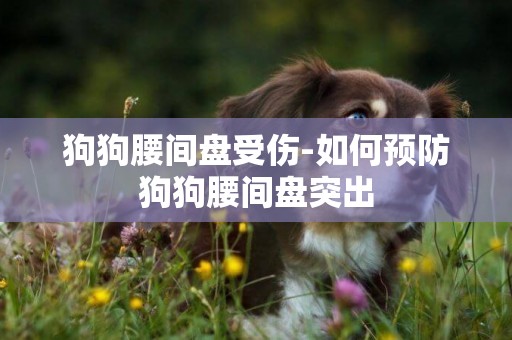 狗狗腰間盤受傷-如何預防狗狗腰間盤突出