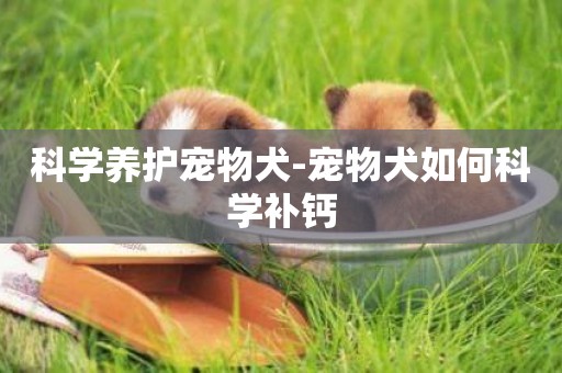 科學養護寵物犬-寵物犬如何科學補鈣
