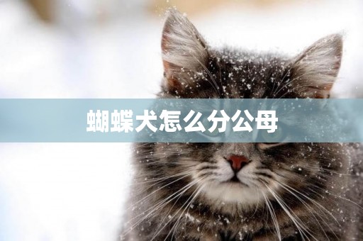 蝴蝶犬怎么分公母