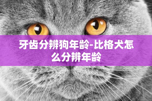 牙齒分辨狗年齡-比格犬怎么分辨年齡