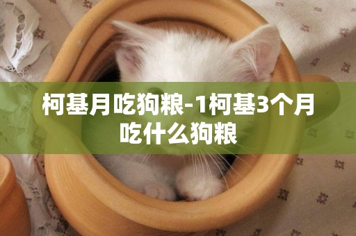 柯基月吃狗糧-1柯基3個月吃什么狗糧