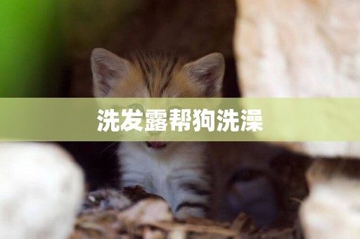 洗發露幫狗洗澡