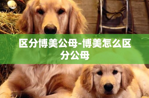 區分博美公母-博美怎么區分公母
