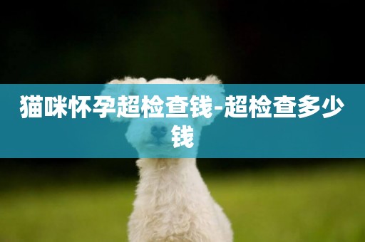 貓咪懷孕超檢查錢-超檢查多少錢