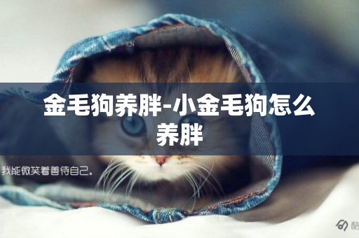 金毛狗養胖-小金毛狗怎么養胖