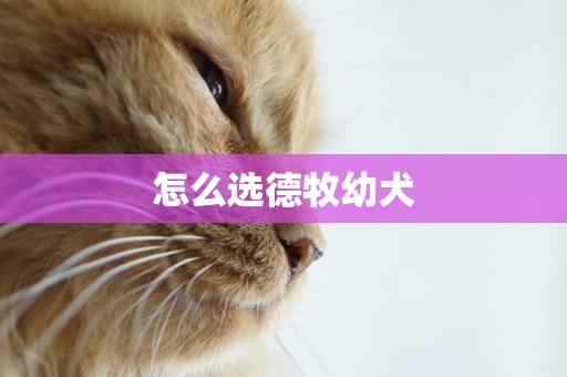 怎么選德牧幼犬