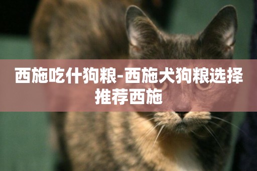 西施吃什狗糧-西施犬狗糧選擇推薦西施