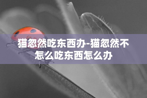 貓忽然吃東西辦-貓忽然不怎么吃東西怎么辦