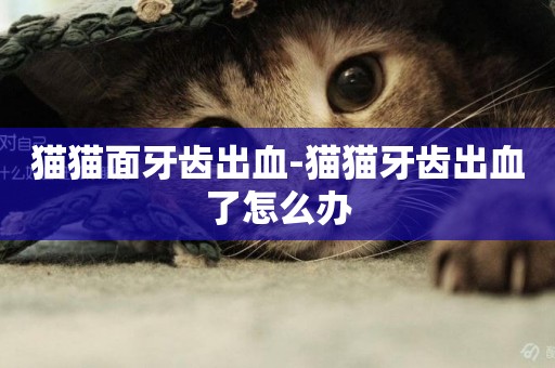 貓貓面牙齒出血-貓貓牙齒出血了怎么辦
