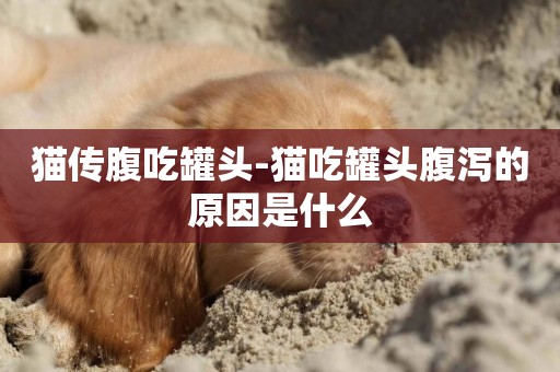 貓傳腹吃罐頭-貓吃罐頭腹瀉的原因是什么