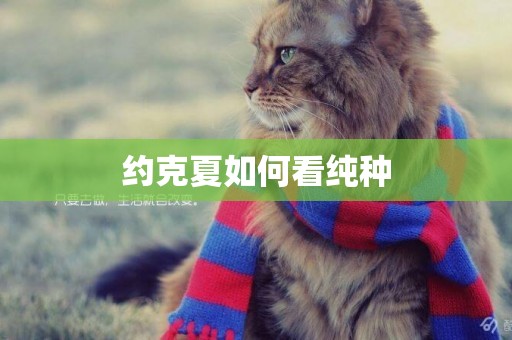 約克夏如何看純種