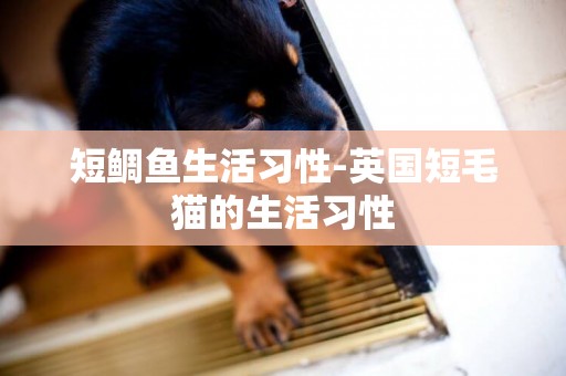 短鯛魚生活習性-英國短毛貓的生活習性