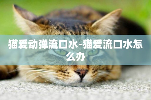 貓愛動彈流口水-貓愛流口水怎么辦