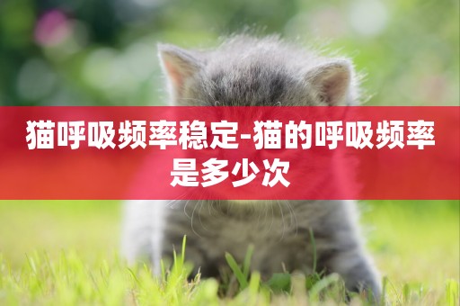 貓呼吸頻率穩定-貓的呼吸頻率是多少次
