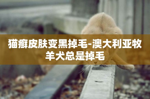 貓癬皮膚變黑掉毛-澳大利亞牧羊犬總是掉毛