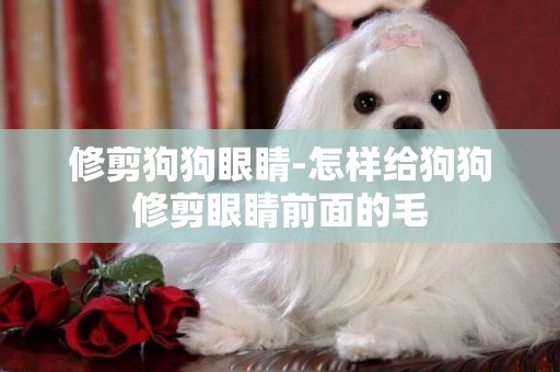 修剪狗狗眼睛-怎樣給狗狗修剪眼睛前面的毛