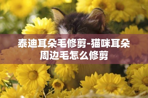 泰迪耳朵毛修剪-貓咪耳朵周邊毛怎么修剪