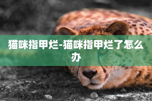 貓咪指甲爛-貓咪指甲爛了怎么辦
