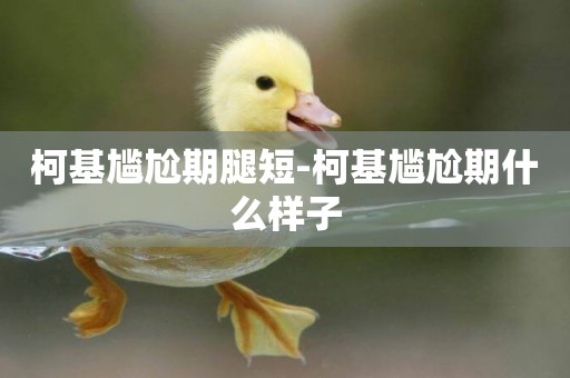 柯基尷尬期腿短-柯基尷尬期什么樣子