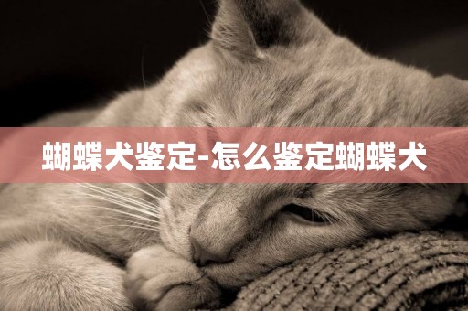 蝴蝶犬鑒定-怎么鑒定蝴蝶犬