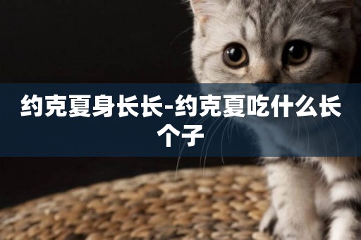 約克夏身長長-約克夏吃什么長個子