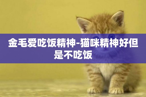 金毛愛吃飯精神-貓咪精神好但是不吃飯