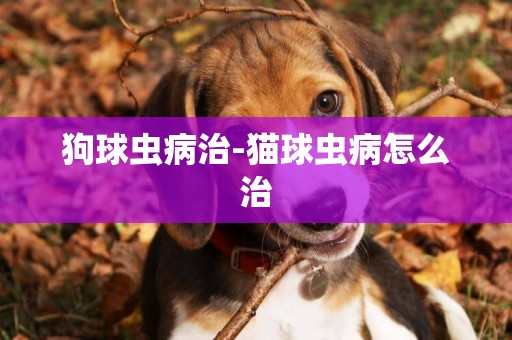 狗球蟲病治-貓球蟲病怎么治