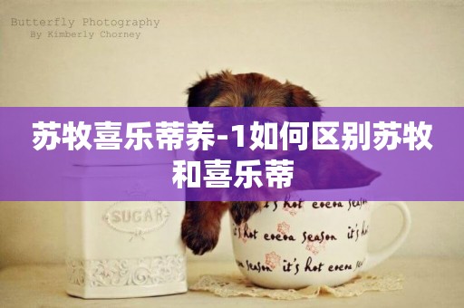蘇牧喜樂蒂養-1如何區別蘇牧和喜樂蒂