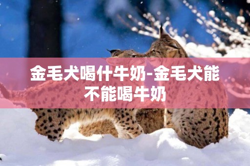 金毛犬喝什牛奶-金毛犬能不能喝牛奶