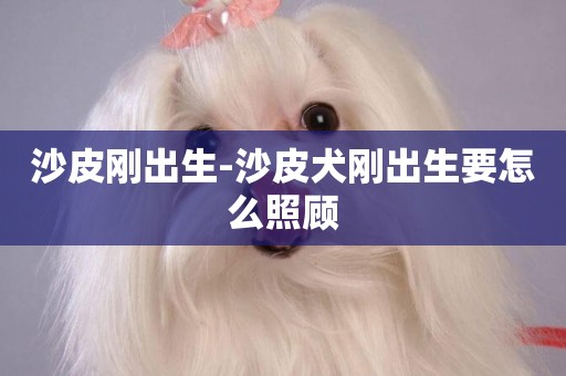 沙皮剛出生-沙皮犬剛出生要怎么照顧